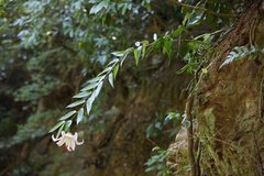 Lilium auratum