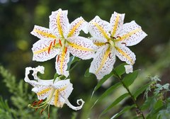 Lilium auratum