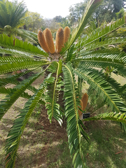 Encephalartos transvenosus