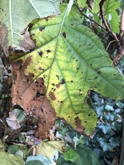 Cercospora hydrangeae