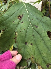 Cercospora hydrangeae