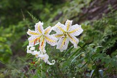 Lilium auratum