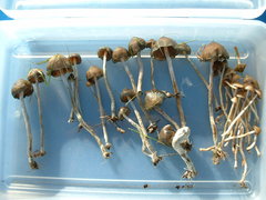 Psilocybe baeocystis