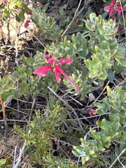 Grevillea baueri