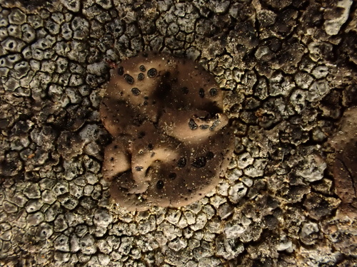 iNaturalist observation photo of Emery Rocktripe Lichen