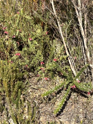 Grevillea baueri, photograph 2
