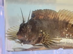 Featherduster Blenny photo 3