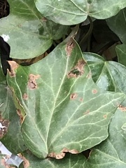 Colletotrichum trichellum