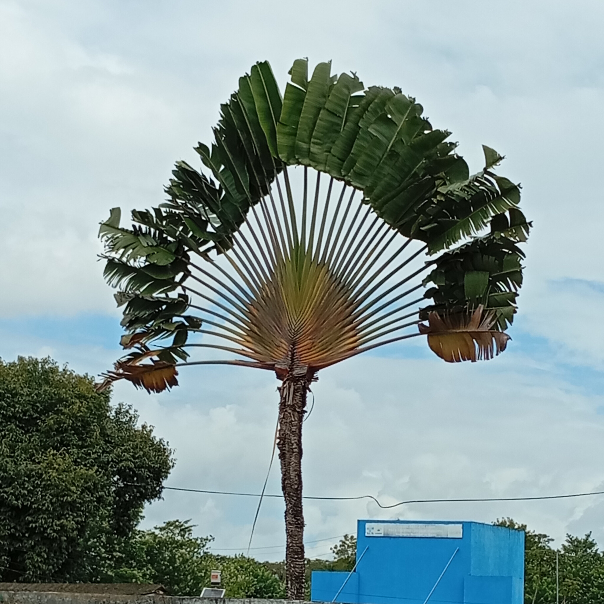 Ravenala madagascariensis