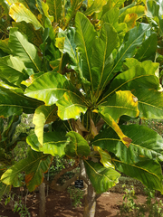 Meryta lanceolata