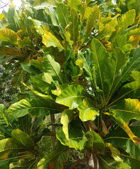 Meryta lanceolata