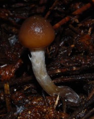 Psilocybe aucklandiae