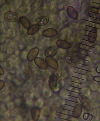 Psilocybe aucklandiae