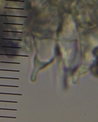 Psilocybe aucklandiae
