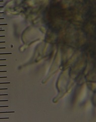 Psilocybe aucklandiae