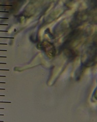 Psilocybe aucklandiae