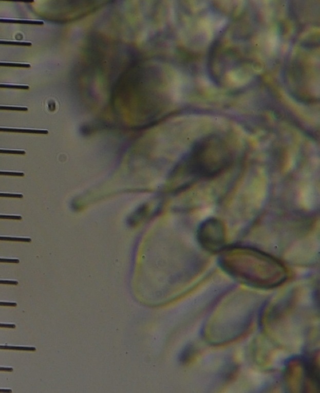 Psilocybe aucklandiae image