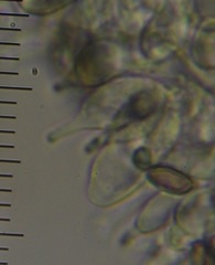 Psilocybe aucklandiae