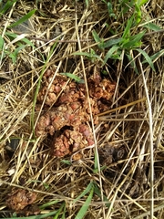 Bassariscus