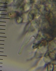 Psilocybe aucklandiae