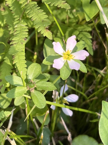 Coastal Rose Gentian (Sabatia calycina)