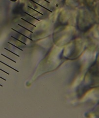 Psilocybe aucklandiae