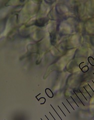 Psilocybe aucklandiae