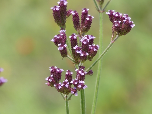 Verbena incompta P.W.Michael