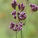 Purpletop Vervain - Photo (c) raboul, some rights reserved (CC BY-NC), uploaded by raboul