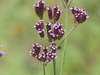 Purpletop Vervain - Photo (c) raboul, some rights reserved (CC BY-NC), uploaded by raboul