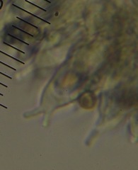 Psilocybe aucklandiae