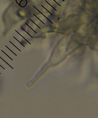 Psilocybe aucklandiae