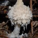 Cystolepiota - Photo (c) Alan Rockefeller, algunos derechos reservados (CC BY), subido por Alan Rockefeller