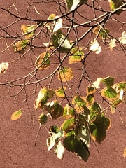 Xylella fastidiosa