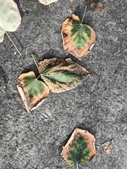Xylella fastidiosa