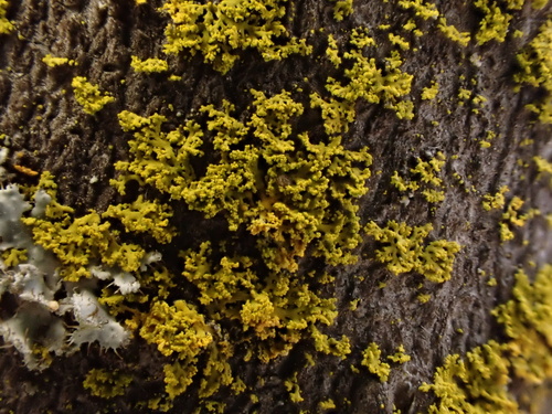 iNaturalist observation photo of Pacific Candleflame Lichen