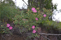 Rosa maracandica