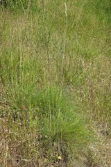 Festuca roemeri roemeri