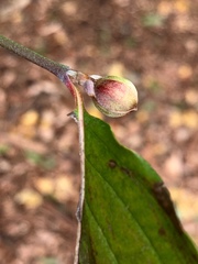 Cornus officinalis
