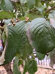 Cornus officinalis