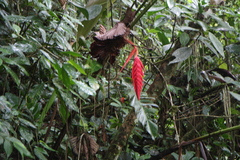 Heliconia ramonensis
