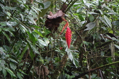Heliconia ramonensis