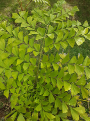 Caryota kiriwongensis