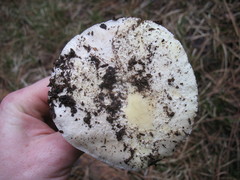 Amanita aprica image