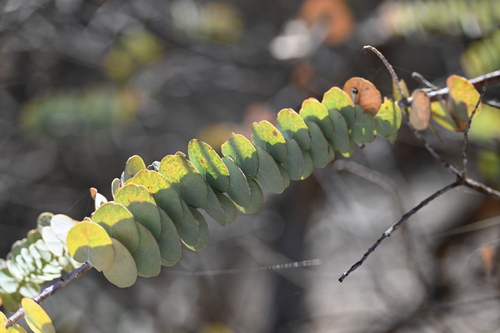 Eucalyptus kruseana, photograph 1