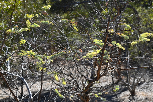 Eucalyptus kruseana, photograph 2