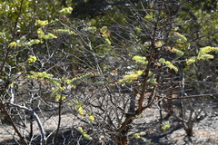 Eucalyptus kruseana, photograph (c) jirau, some rights reserved (CC BY-SA)
