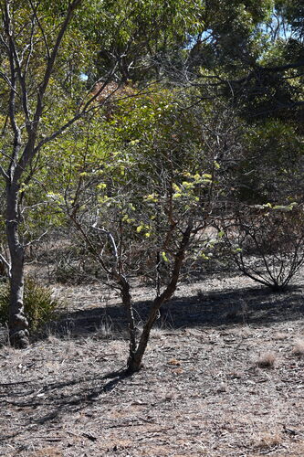 Eucalyptus kruseana, photograph 3