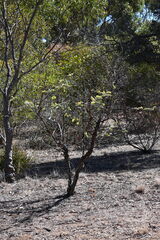 Eucalyptus kruseana, photograph (c) jirau, some rights reserved (CC BY-SA)