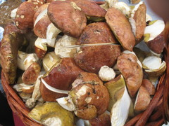 Boletus rex-veris